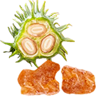 Shallaki & Nirgundi