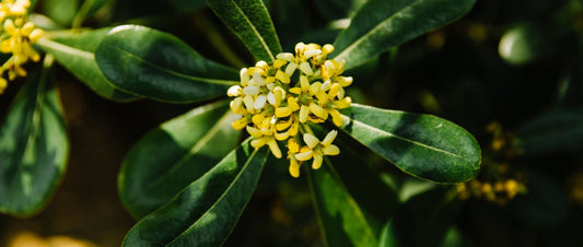 What Is Gokshura? Benefits, Uses & More