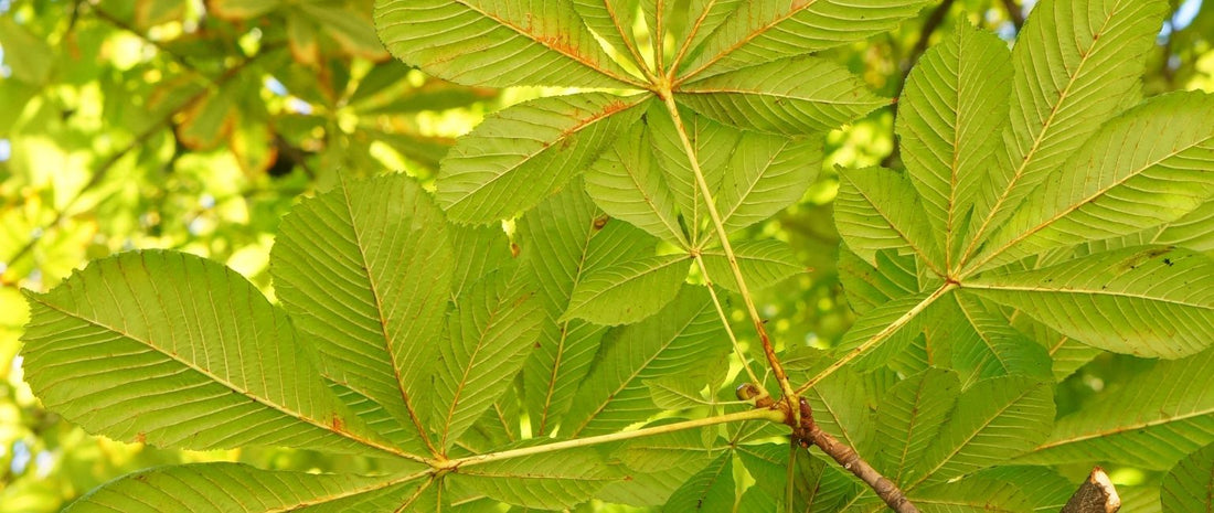 Benefits of Nirgundi: A Powerful Medicinal Herb for Wellness
